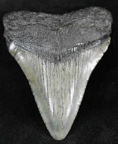 Bargain Juvenile Megalodon Tooth #24363